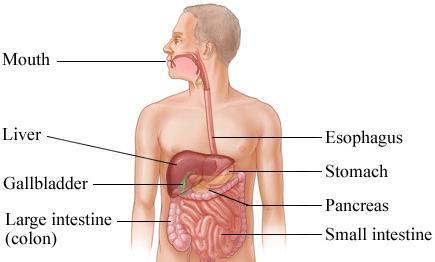 Topic 3 Digestive system The mouth breaks up food and starts the digestive process.
