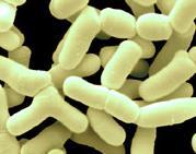 Topic 3 Functional foods Probiotics contain Bifidobacteria