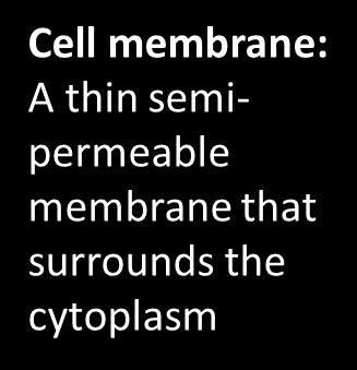 Cytoplasm: