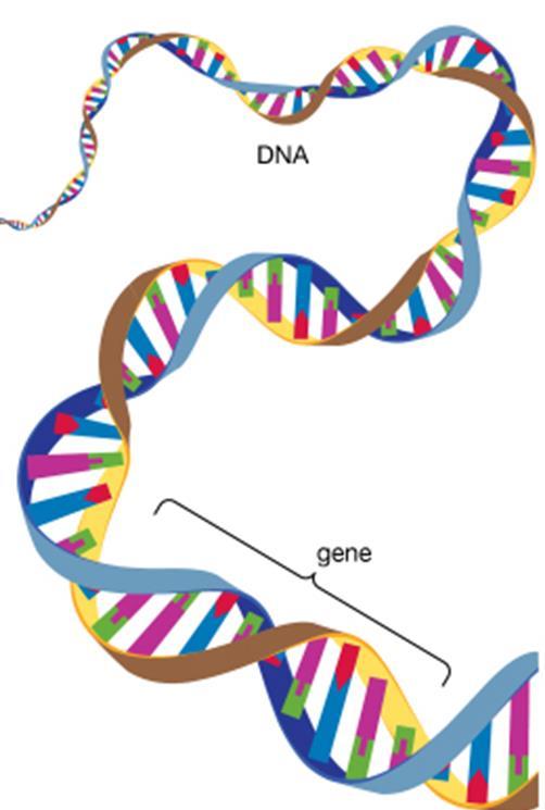 Topic 1 DNA The DNA molecule consists of