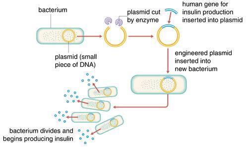 Topic 1 Genetic Engineering Genetic engineering involves the removal of a gene from the DNA of one organism and the insertion of that gene into the DNA of another.