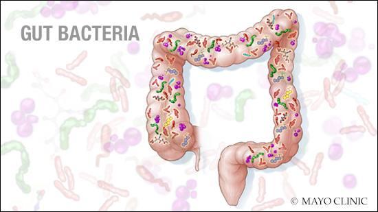 Probiotics / Prebiotics Probiotics healthy bacteria added to the gut via foods or supplements Bifidobacterium, Lactobacillus, Saccharomyces boulardii Yogurt, sourdough bread, kefir, sauerkraut,
