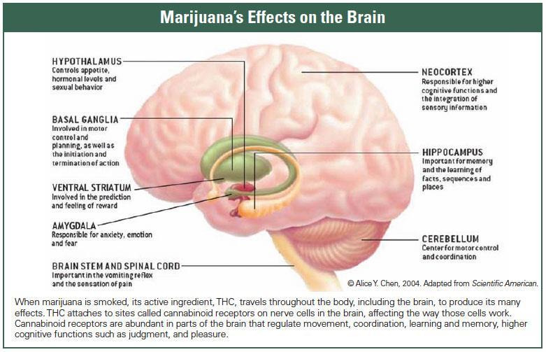 The effects of Marijuana on the Brain Tetrahydrocannabinol or THC is the chemical in Marijuana that has the most effect on the brain.