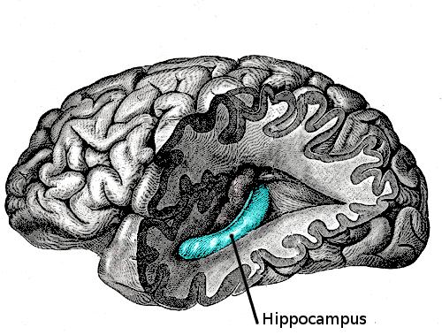 Hippocampus say what?