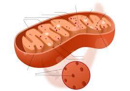 Functions of the Thyroid Increases metabolic rate by increasing the mitochondria activity (for energy production) The mitochondria