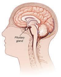 Pituitary Known as the master gland it may not be the master we all think it is Consist of two parts with