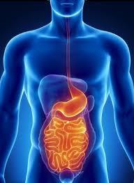 Digestive System Both the liver and pancreas are involved in digestion as are the gut bacteria Digestion is critical to having healthy hormones as this allows the body to be supplied with the