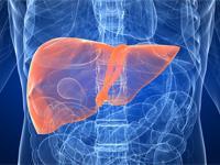 The Liver A gland consisting of a left and right lobe with the gall bladder sitting underneath it Main functions: - Filter blood from the digestive tract