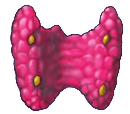 Parathyroid glands They lie near the thyroid gland (a butterfly-shaped structure, in front of your windpipe). The parathyroids control calcium levels in your bloodstream.
