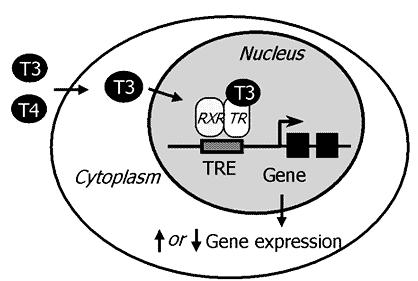 Mechanisms of TH action T 3 and T 4 act by binding to nuclear receptors T 3 has 10 times the affinity