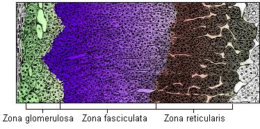 The Adrenal Cortex 肾上腺皮质 Three distinct layers Zona glomerulosa 球状带 : 15% Aldosterone Zona