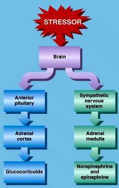 Cortisol is also important in resisting stress 应激 Stress stimulates ACTH increase in ant.