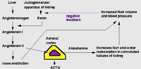 Regulation of aldosterone secretion 1. Increased K 2.