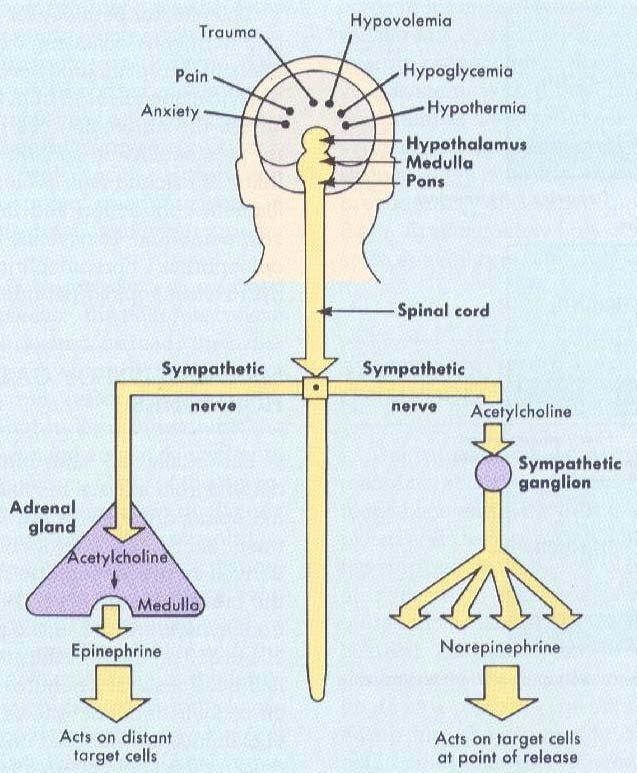 Regulation Sympathetic nervous system ACTH and