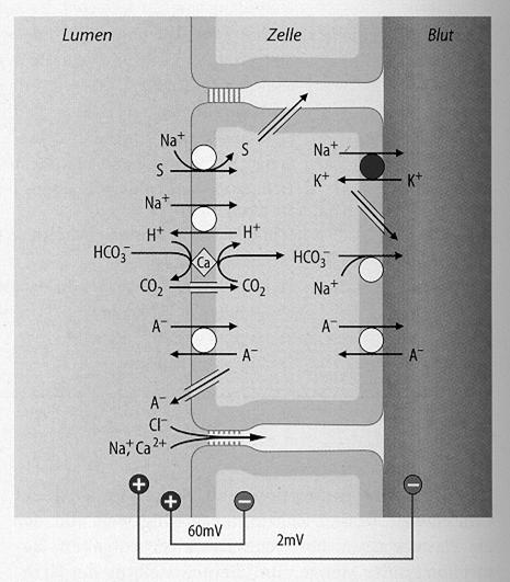 Ammonia transport in the proximal nephron Passive diffusion in the tubular lumen (NH 3 ) Active transport Na + /H + antiporter (NH 4+ )