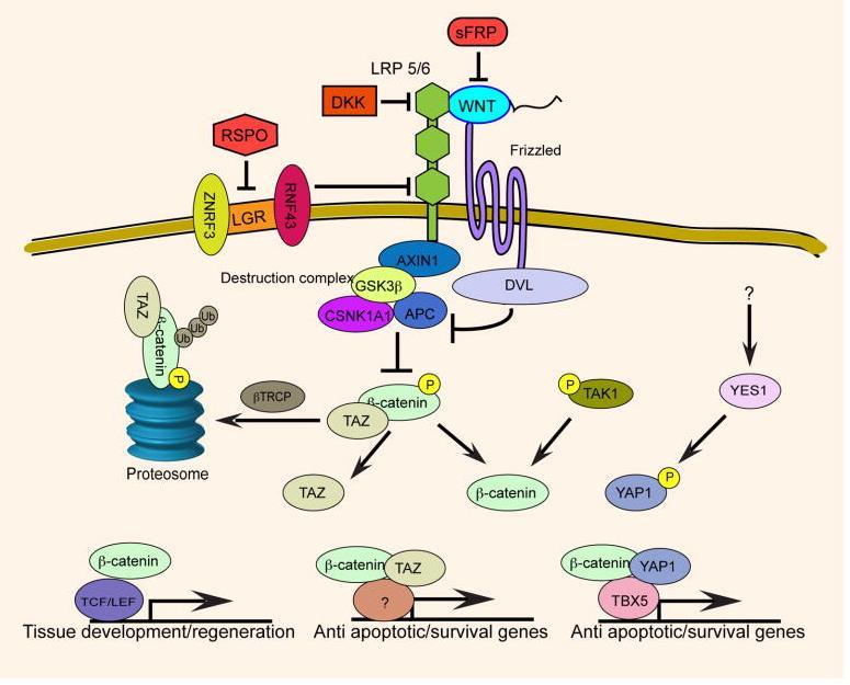 AXIN1 and Colorectal Cancer The Wnt signaling is central to the biology of colorectal cancer AXIN1 and APC function in the assembly of a β-catenin destruction complex.