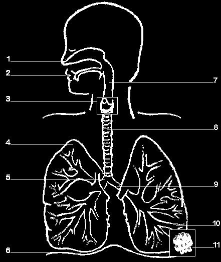 26. Label the parts of the respiratory system indicated in the diagram below 27.