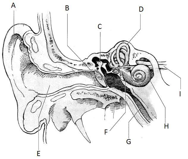 16. Label the parts of the ear indicated below 17.