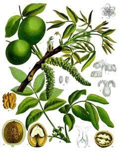 JUGLANS REGIA BARK EXTRACT It s a compound (closely related to) Octodrine, this has been included in the formula to get the "full-spectrum" effect of nootropic ingredients.