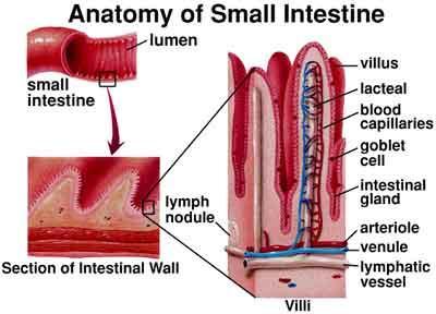ABSORPTION: Most absorption of nutrients takes place in small intestine Small