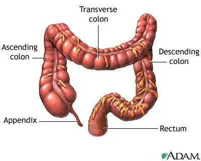 LARGE INTESTINE Large intestine is 1.