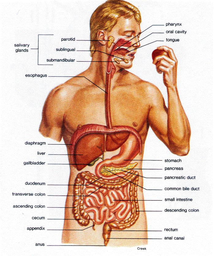 STAGES OF DIGESTION: 1. INGESTION Taking in nutrients 2.