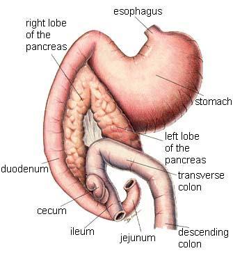 ACCESSORY ORGAN: PANCREAS Secretes digestive enzymes trypsin, lipase, and amylase into the duodenum to break down