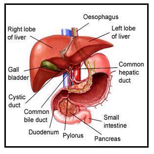 ACCESSORY ORGAN: LIVER Weighs between 1200-1500g, 2-5% of adult human body weight Besides skin, it is the largest organ Roles: Cleans and detoxifies blood draining from the stomach,