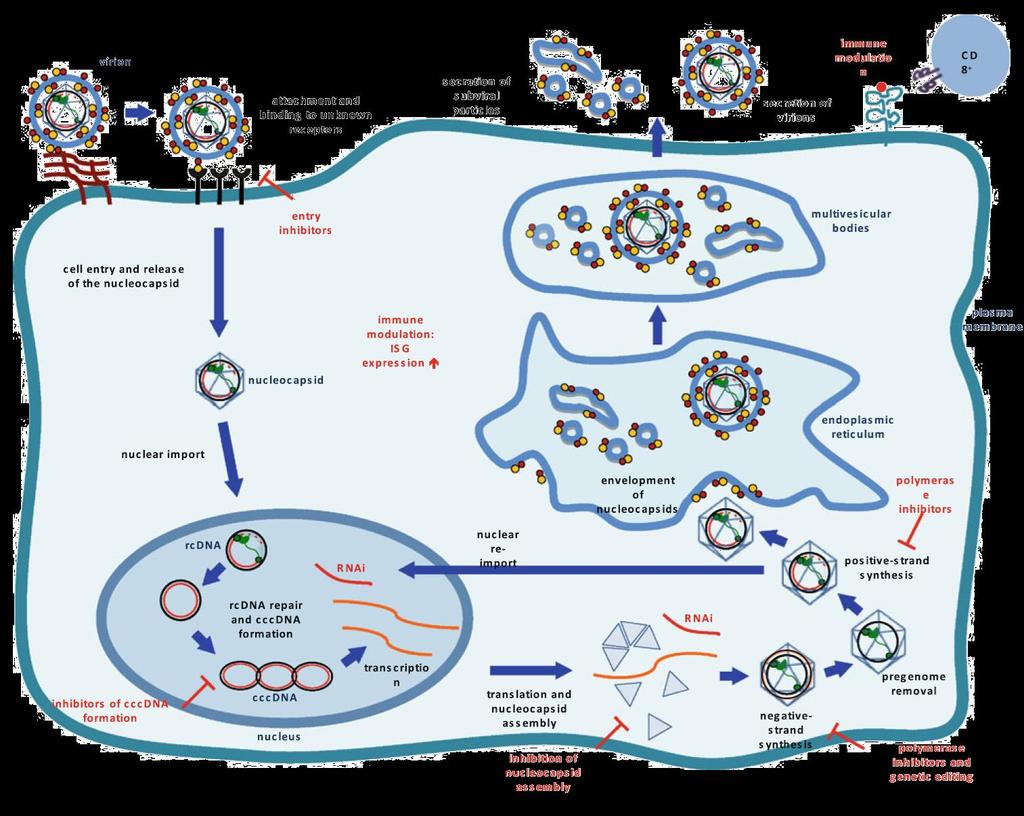 New treatment strategies Future developments Replication cycle - Viral factors - Host factors