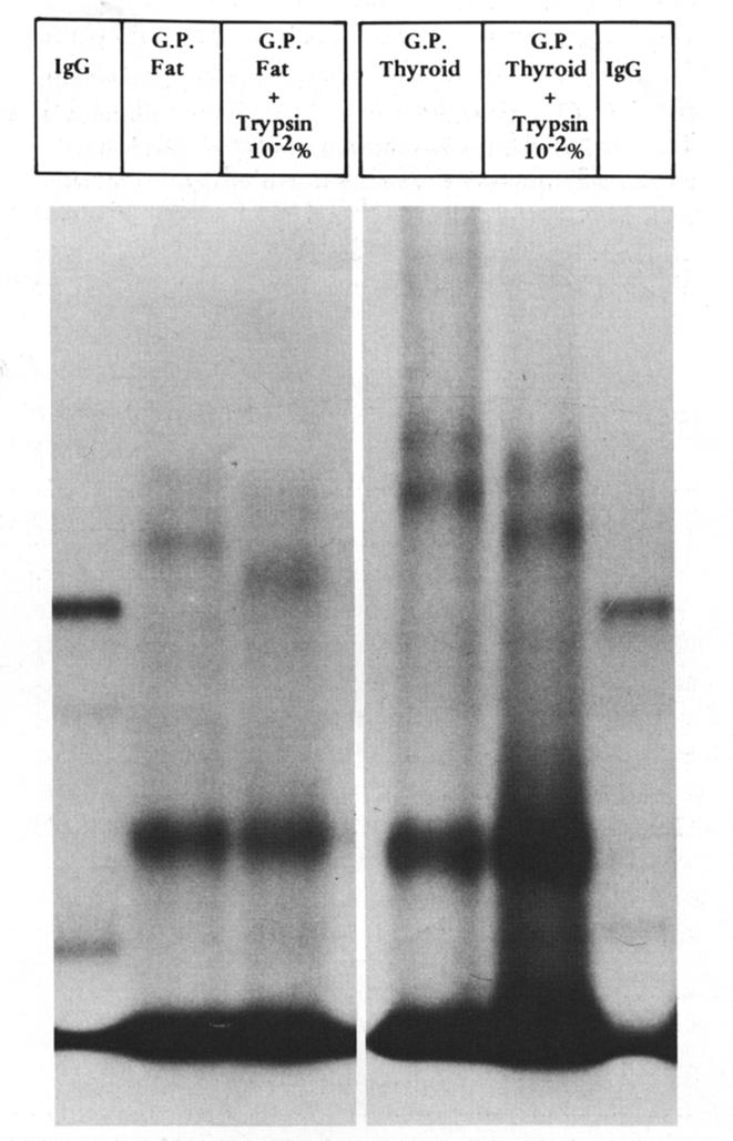 Samples were analyzed by 8-12Vo gradient SDSpolyacrylamide gel electrophoresis (PAGE) and autoradiography of the dried gels carried out using Kodak X-OMAT film with Cronex lightning plus enhancing