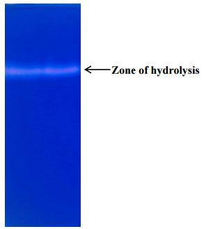 in-situ assay of enzyme. It has proved to be extremely useful for detection of wide range of microbial, animal and plant enzymes.