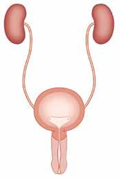 A Healthy Urinary System Your urinary system is made up of the kidneys, ureters, bladder, urethra, and the internal and external sphincters.