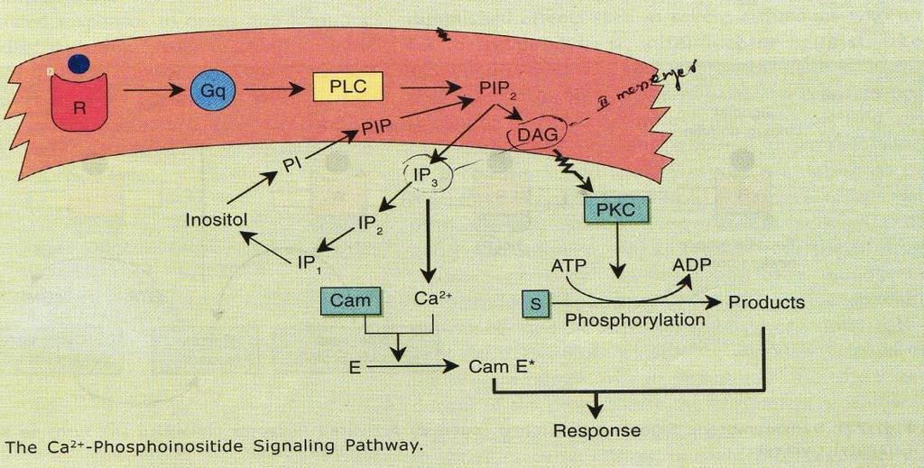 The Phospholipase-C: Inositol phosphate signal transduction system cont. IP3 being water soluble diffuse through cytoplasm where it trigger the release of Ca2+ from storage vesicles.