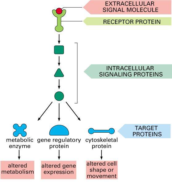 Molecular mechanism of receptor /Signal transduction pathway The three stages of cell signaling are, o Reception o Transduction o Response The series of steps involved is 1.