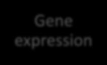 osteoclasts Gene expression Protein expression Serum