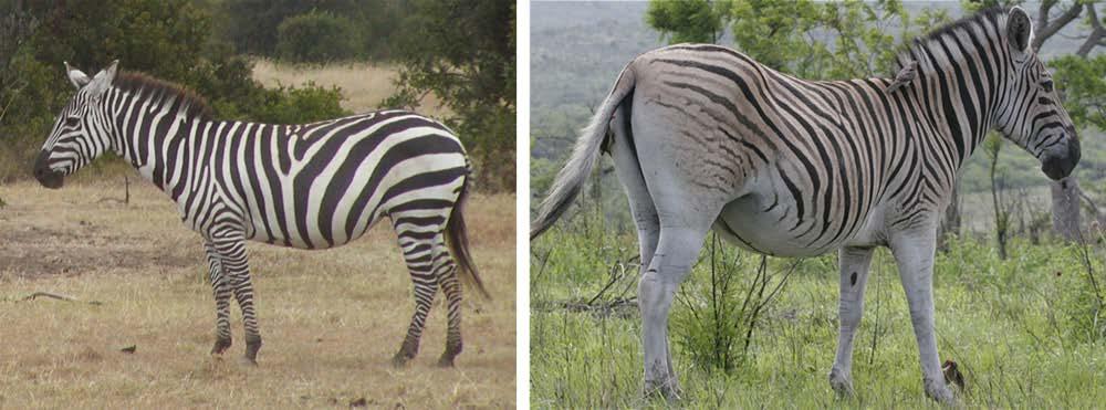Research question and Hypothesis Q: Why does the zebra has different stripes pattern in