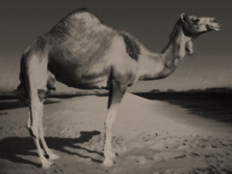 Role of camels in transmission Current belief is that dromedary camels are the intermediate hosts and an important source of human infection Positive RT-PCR from nasal swab of camels Viral sequence