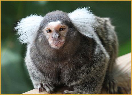 extent of disease severity in humans Marmosets data are not