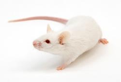 One way is to use transgenic mice expressing the functional