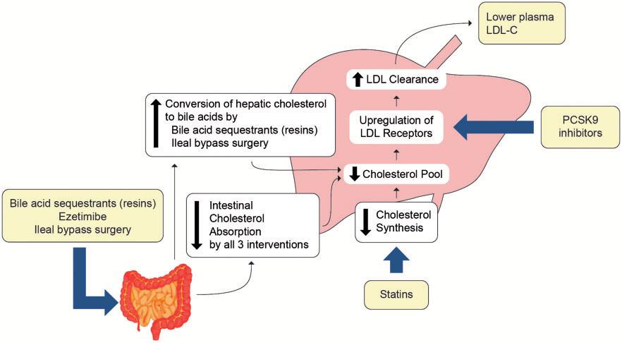 Low-density lipoproteins cause atherosclerotic cardiovascular disease 2465 Figure 4 Schematic figure showing that all therapies that act predominantly to lower low-density lipoprotein (LDL) act via