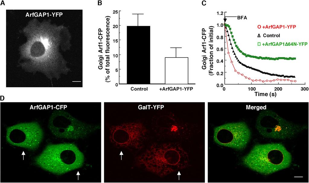 Figure 1. In vivo GAP activity of ArfGAP1- YFP. (A) Golgi and cytoplasmic distribution of ArfGAP1-YFP in a stable NRK cell line expressing ArfGAP1-YFP at low levels.