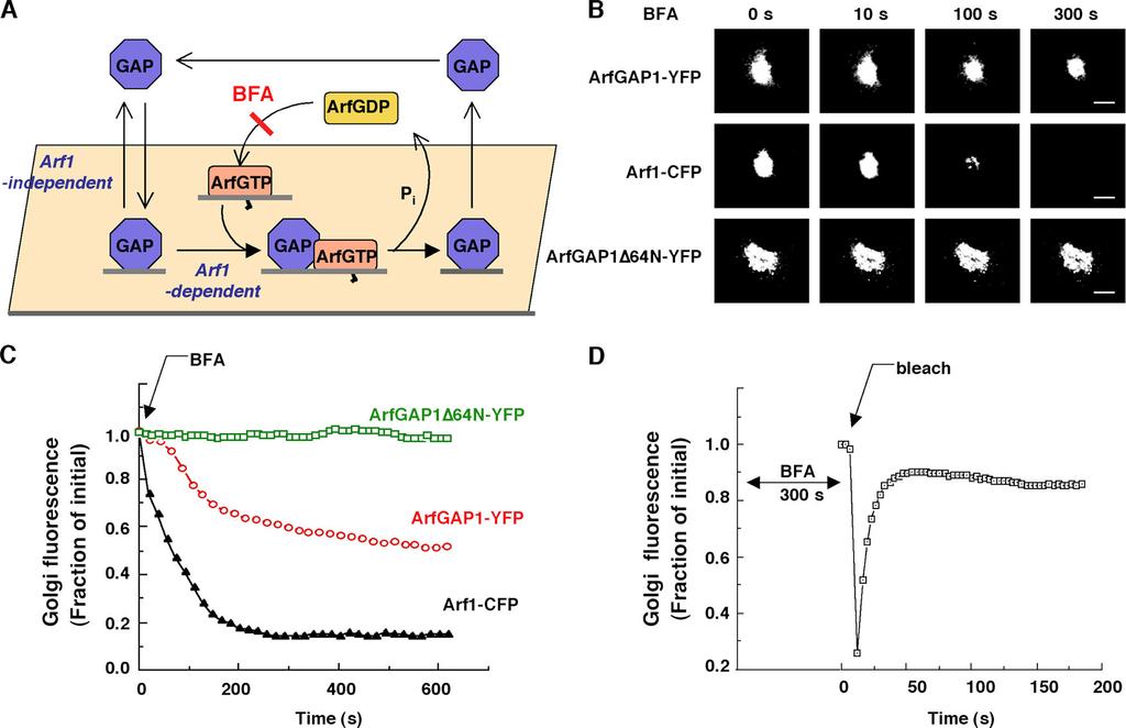 Figure 3. ArfGAP1 follows both Arf1-dependent and independent pathways on Golgi membrane. (A) Scheme for ArfGAP1 membrane binding and dissociation pathways.