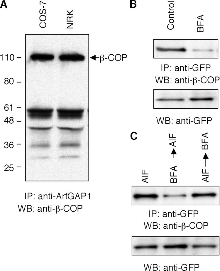 recruited into the Arf1-dependent pathway and the role of this pathway in coat lattice production.
