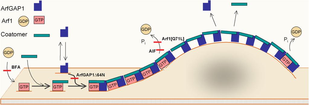 Figure 8. Proposed model for ArfGAP1 s behavior on Golgi membranes and its role in coat lattice assembly.