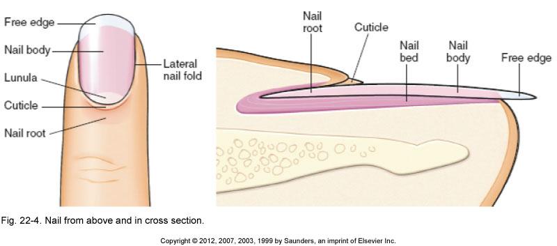 Nails Nail Compact keratinized cells that form the hard thin plates found on the distal surfaces of the fingers