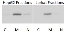 Figure 4. Aconitase activity from cytoplasm (C), mitochondria (M) and nuclear (N) fractions generated using Cell Fractionation Kit (ab109719).
