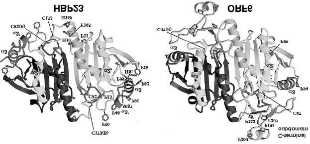 J. D. Kirsch Peroxiredoxins 4 Structure and Properties The peroxiredoxins are a family of relatively small (ca.