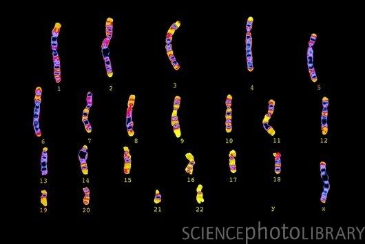 million base pairs per chromosome Each eukaryo2c species Has a characteris2c