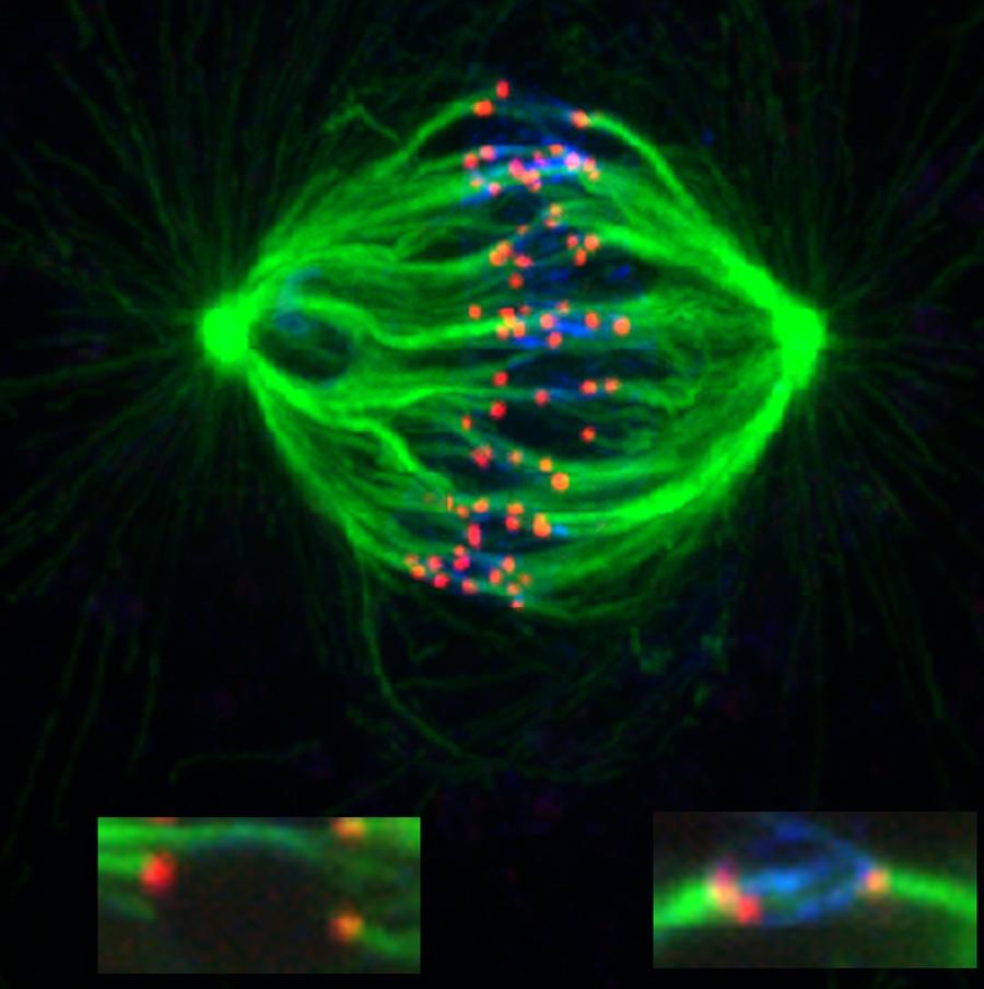 Centrosome Microtubule organizing center During prophase assembles spindle