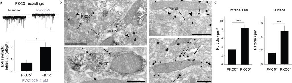 Supplementary Figure 7 5 -GABA A R-mediated extrasynaptic inhibition in PKC + versus PKC neurons.